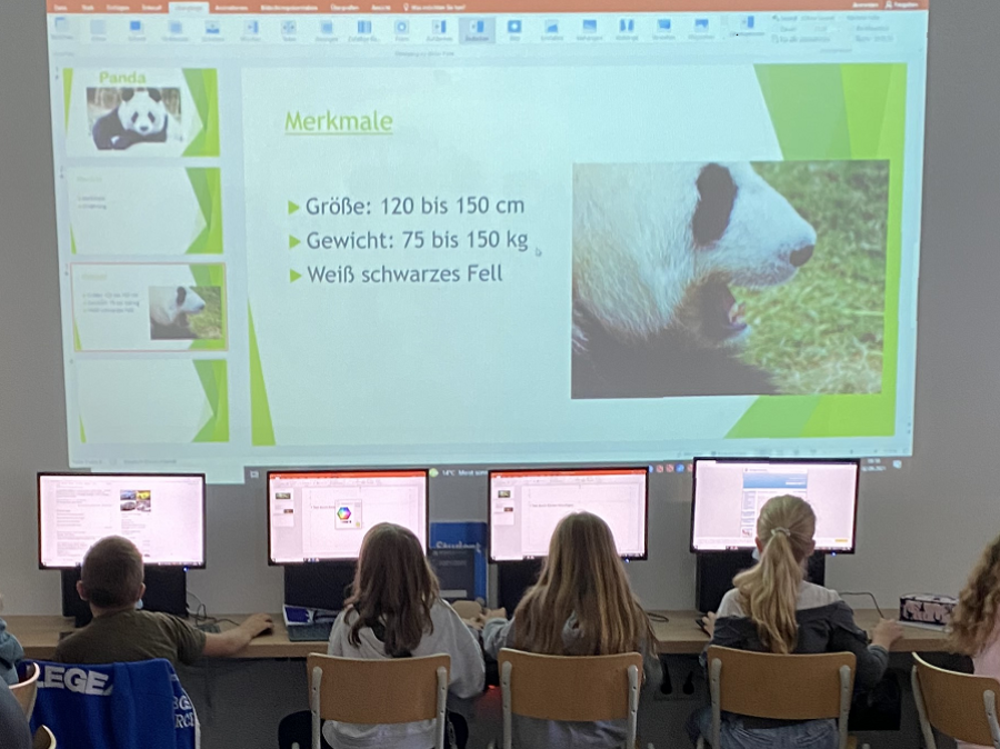 Schülerinnen und Schüler arbeiten an einer PowerPoint-Präsentation zum Thema "Panda"
